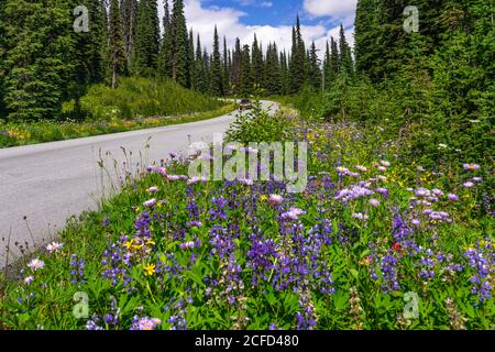 Fleurs sauvages en bordure de la route d'été sur le mont Revelstoke, en Colombie-Britannique, au Canada. Banque D'Images