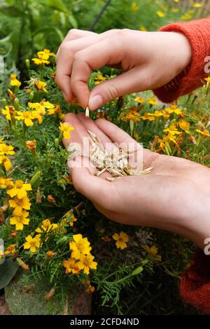 Recueillir les graines de tagetes épicés (Tagetes tenuifolia) Banque D'Images