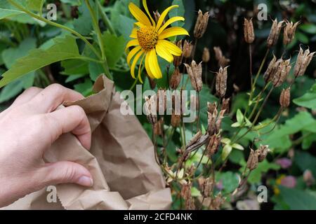 Recueillir les graines de columbine (Aquilegia vulgaris) dans un sac en papier Banque D'Images