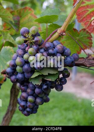 Raisin bleu 'Rondo' (Vitis vinifera) sur le bâton Banque D'Images