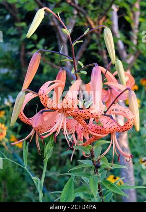 Fleur de lys de tigre d'orange (Lilium tigrinum) Banque D'Images