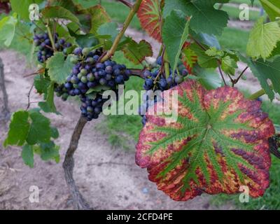 Raisin bleu 'Rondo' (Vitis vinifera) avec feuille Banque D'Images