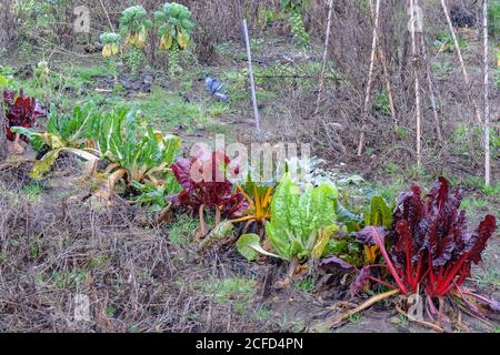 Verger suisse coloré (Beta vulgaris subsp. Vulgaris) dans le jardin d'automne Banque D'Images