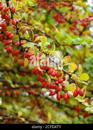 Baies rouges de la barberge de Thunberg (Berberis) en automne Banque D'Images