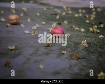 La photo de bokeh de quelques petites fleurs est étalée sur le sol avec une mise au point sélective. Papier peint de petites fleurs rouges et blanches sont couché sur la surface avec c Banque D'Images