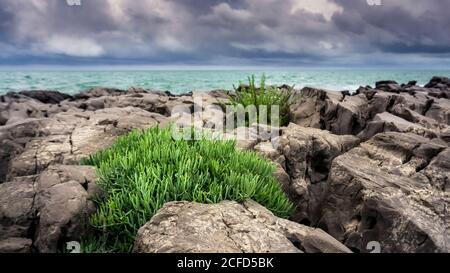 Fenouil de mer au printemps à Saint-Pierre-la-Mer. Utilisable à des fins médicinales et culinaires. Banque D'Images