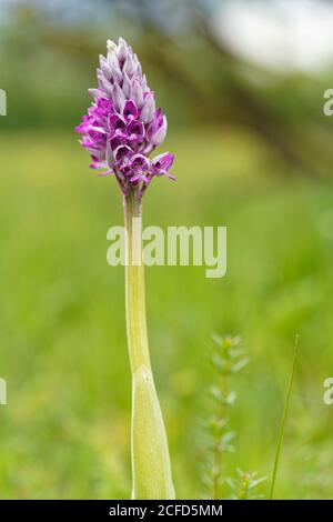 Casque Orchid, Orchis militaris, Helmet Orchid Banque D'Images