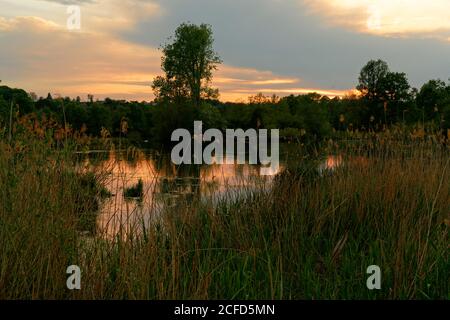 Ambiance nocturne au lac, réserve naturelle d'oiseaux Garstadt près de Heidenfeld dans le quartier de Schweinfurt, Basse-Franconie, Bavière, Allemagne Banque D'Images