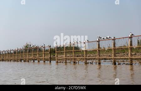 Mouettes sur la clôture à Inle Lake, Heho, Myanmar Banque D'Images