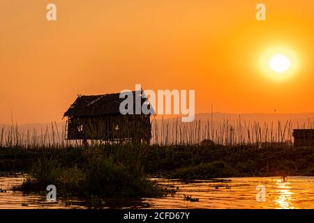 Humer sur pilotis sur le lac Inle au coucher du soleil sur l'excursion en bateau, Nyaung Shwe, Myanmar Banque D'Images