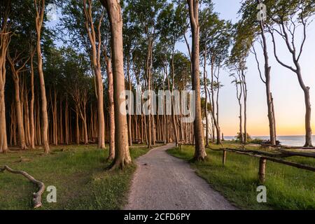 Coucher de soleil dans la forêt fantôme près de Nienhagen sur la mer Baltique. Banque D'Images