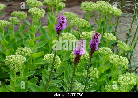 Fleur blanche, haute pierre 'Iceberg' (Sedum spectabile) Banque D'Images