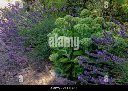 Fleur blanche, grande stonecrop 'Iceberg' (Sedum spectabile) avec la lavande comme plante frontière Banque D'Images