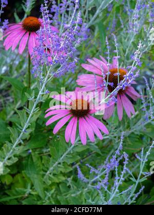 Chapeau style 2 en 1 « Pow Wild Berry » (Echinacea purpurea) Avec Perovskia atriplicifolia 'Blue Spire' Banque D'Images