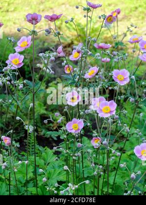 Anemone d'automne rose 'charme septeme' (Anemone hupehensis) Banque D'Images