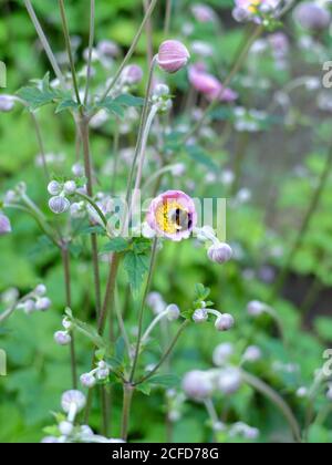 Anémone d'automne rose 'charme septement' (Anemone hupehensis) avec bourdon Banque D'Images