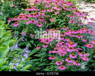 Chapeau de soleil de prairie 'Powwow Wild Berry' dans un lit, (Echinacea purpurea) Banque D'Images