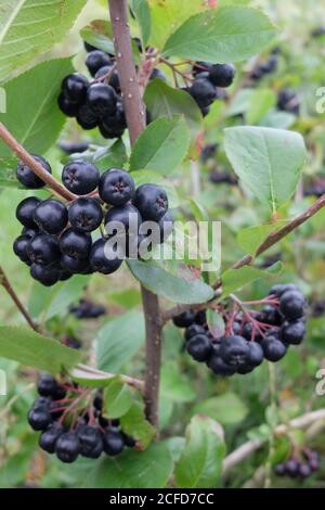 Baies d'aronia mûres sur le Bush (Aronia melanocarpa) Banque D'Images