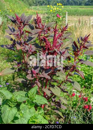 Amaranth végétal - la queue de bœuf à feuilles rouges (Amaranthus) pousse dans le jardin
