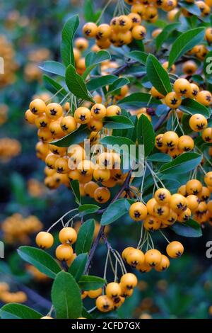 Firethorn 'Orange Charmer' (hybride Pyracantha) en automne Banque D'Images