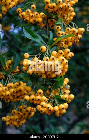 Firethorn 'Orange Charmer' (hybride Pyracantha) en automne Banque D'Images