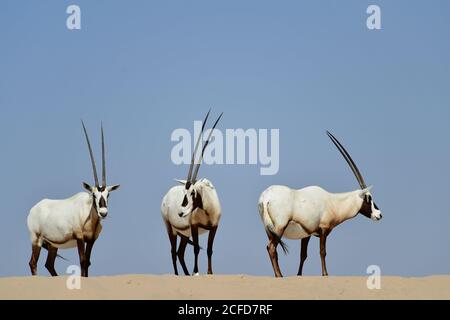 Oryx arabe (Oryx leucoryx) entouré d'un ciel bleu ensoleillé dans la réserve de conservation du désert d'Al Marmoom, Émirats arabes Unis Banque D'Images