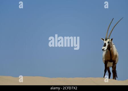 Oryx arabe (Oryx leucoryx) entouré d'un ciel bleu ensoleillé dans la réserve de conservation du désert d'Al Marmoom, Émirats arabes Unis Banque D'Images