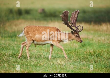 Cerf de Virginie (Dama dama), homme court dans un pré, captif, Bavière, Allemagne Banque D'Images