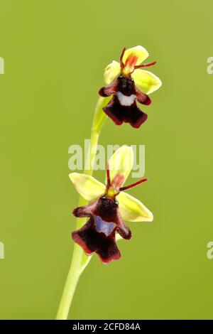 Orchidée de mouche (Ophrys insectifera), Rhénanie-Palatinat, Allemagne Banque D'Images