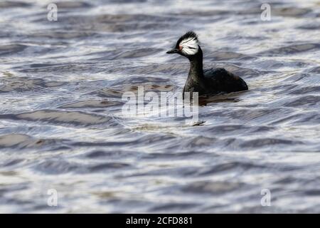 Grebe touffeté blanche (Rollandia rolland rolland), baignade, grave Cove, West Falkland Island, Falkland Islands, territoire britannique d'outre-mer Banque D'Images