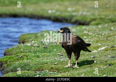 Caracara striée (Phalcoboenus australis) marchant près d'un étang, grave Cove, West Falkland Island, Falkland Islands, territoire britannique d'outre-mer Banque D'Images