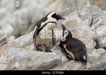 Manchot africain (Spheniscus demersus), adulte, sur la roche, sur terre, deux animaux, Betty's Bay, réserve naturelle de Stony point, Western Cape, Afrique du Sud Banque D'Images