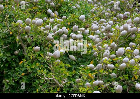 Gardenian Forest Gardenia, Gardenia blanc, Gardenia forêt (Gardenia thunbergia), fruit, fruit stand, jardin botanique de Kirstenbosch, le Cap, Sud Banque D'Images