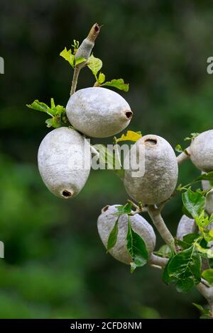 Gardenian Forest Gardenia, Gardenia blanc, Gardenia forêt (Gardenia thunbergia), fruit, fruit stand, jardin botanique de Kirstenbosch, le Cap, Sud Banque D'Images