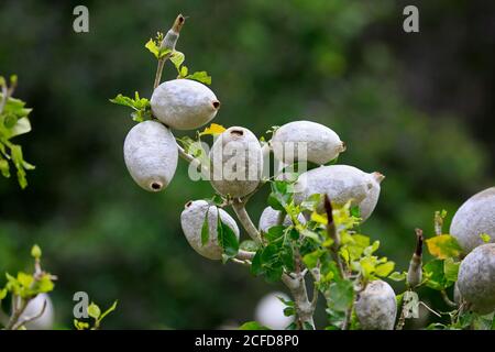 Gardenian Forest Gardenia, Gardenia blanc, Gardenia forêt (Gardenia thunbergia), fruit, fruit stand, jardin botanique de Kirstenbosch, le Cap, Sud Banque D'Images