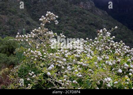 Gardenian Forest Gardenia, Gardenia blanc, Gardenia forêt (Gardenia thunbergia), fruit, fruit stand, jardin botanique de Kirstenbosch, le Cap, Sud Banque D'Images