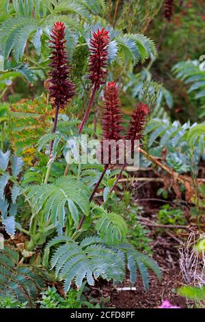 Fleur de miel géante (Melianthus Major), fleur, floraison, arbuste, jardin botanique de Kirstenbosch, le Cap, Afrique du Sud Banque D'Images