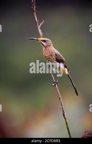 Cape Sugarbird (cafetière Promerops), adulte, en attente, alerte, jardin botanique de Kirstenbosch, le Cap, Afrique du Sud Banque D'Images