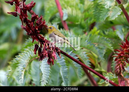 Cape White-eye, (Zosterops virens), White-eye à façade orange, adulte, sur l'arbre, Alert, jardin botanique de Kirstenbosch, le Cap, Afrique du Sud Banque D'Images