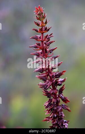 Fleur de miel géante (Melianthus Major), fleur, floraison, arbuste, jardin botanique de Kirstenbosch, le Cap, Afrique du Sud Banque D'Images