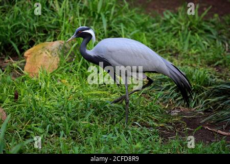 Grue Demoiselle (Anthropoides virgo), adulte, fourragiste, captive, Afrique du Sud Banque D'Images