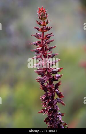 Fleur de miel géante (Melianthus Major), fleur, floraison, arbuste, jardin botanique de Kirstenbosch, le Cap, Afrique du Sud Banque D'Images