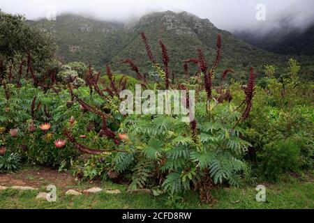 Fleur de miel géante (Melianthus Major), fleur, floraison, arbuste, jardin botanique de Kirstenbosch, le Cap, Afrique du Sud Banque D'Images