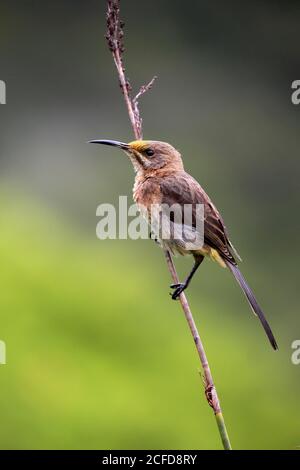 Cape Sugarbird (cafetière Promerops), adulte, en attente, alerte, jardin botanique de Kirstenbosch, le Cap, Afrique du Sud Banque D'Images