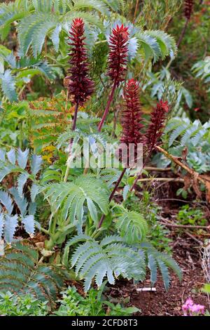 Fleur de miel géante (Melianthus Major), fleur, floraison, arbuste, jardin botanique de Kirstenbosch, le Cap, Afrique du Sud Banque D'Images