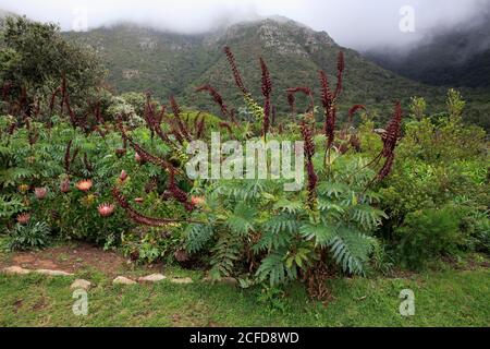 Fleur de miel géante (Melianthus Major), fleur, floraison, arbuste, jardin botanique de Kirstenbosch, le Cap, Afrique du Sud Banque D'Images