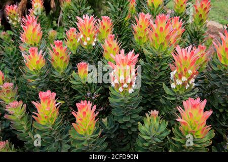 Protea, Mimetes cucullatus (Mimetes cucullatus), fleur, fleur, plante argentée, jardin botanique de Kirstenbosch, le Cap, Afrique du Sud, Afrique Banque D'Images