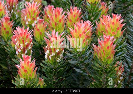 Protea, Mimetes cucullatus (Mimetes cucullatus), fleur, fleur, plante argentée, jardin botanique de Kirstenbosch, le Cap, Afrique du Sud, Afrique Banque D'Images