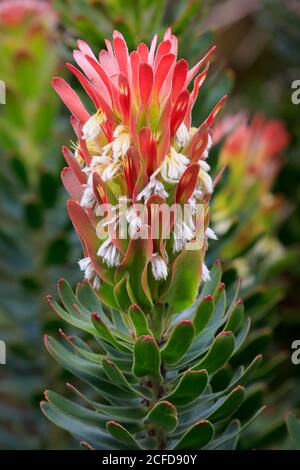 Protea, Mimetes cucullatus (Mimetes cucullatus), fleur, fleur, plante argentée, jardin botanique de Kirstenbosch, le Cap, Afrique du Sud, Afrique Banque D'Images