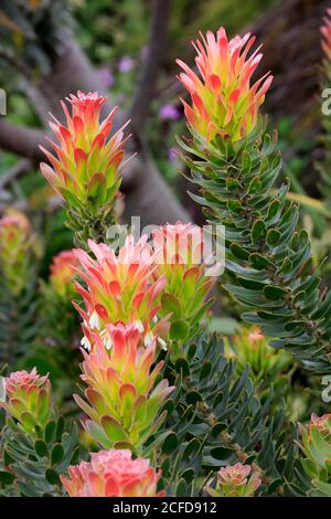 Protea, Mimetes cucullatus (Mimetes cucullatus), fleur, fleur, plante argentée, jardin botanique de Kirstenbosch, le Cap, Afrique du Sud, Afrique Banque D'Images